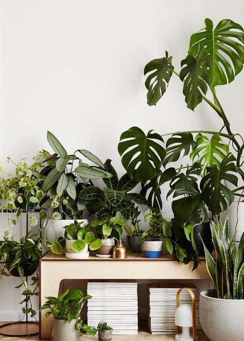 温馨满屋绿植旗舰店