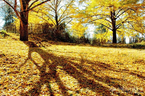 橡树：硬朗的树干， 橡子的秘密