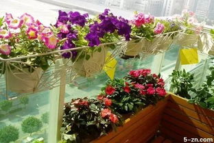 阳台上的一抹绿意