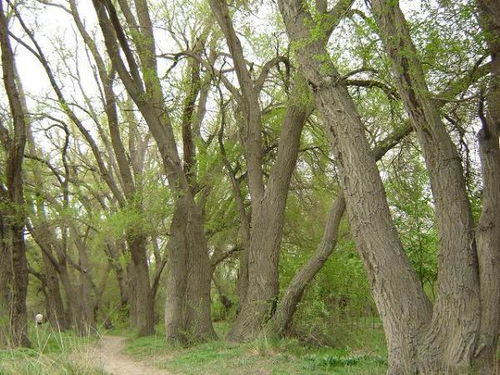 青岛李村河畔的教训与经验