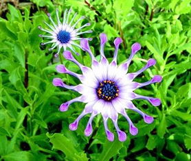 不止这些， 还有geng多耐旱美观的花卉等着你