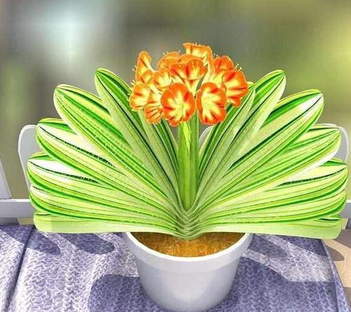 君子兰养护得当，可打造每年花开绚丽的家庭花园