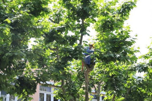 冬季园林中如何合理修剪针叶树，以保持其健康生长和美观景观？