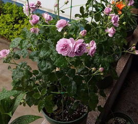 白跑者月季的美丽旅程