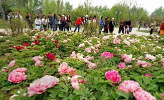 菏泽牡丹与洛阳牡丹，哪个先绽放