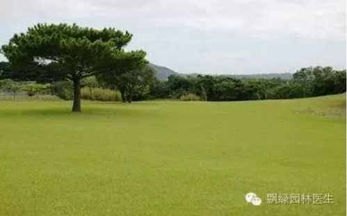 草坪黄化现象的原因及防治