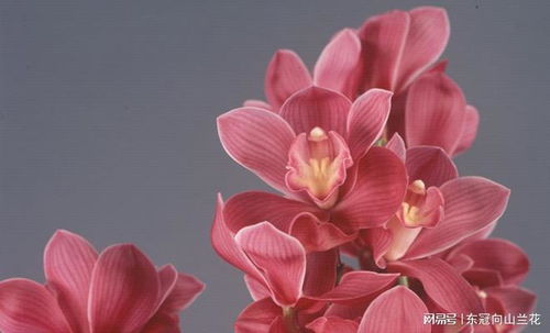 花卉的象征：揭秘那些花儿的秘密语言