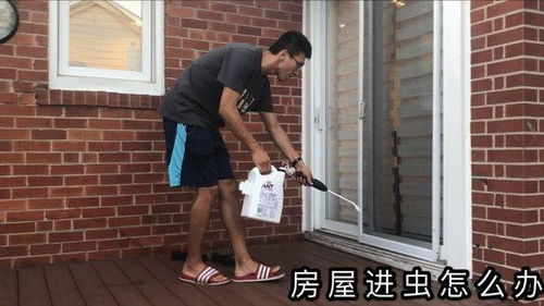 快速消灭家中蚂蚁？最有效的方法是什么