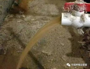 泥鳅越冬管理，关注水温、饲料和水质