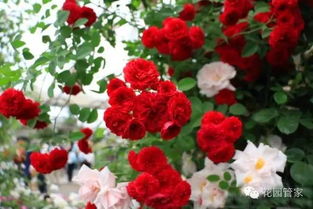 guan与藤本月季的修剪与牵引时机