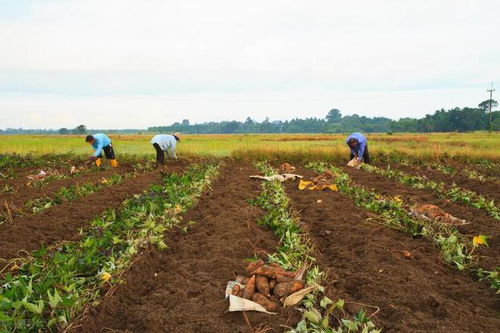 3. 注意施药时间