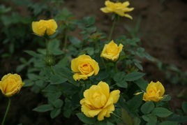 这款精品钻石微型月季的花期长吗？适合在室内养护吗？