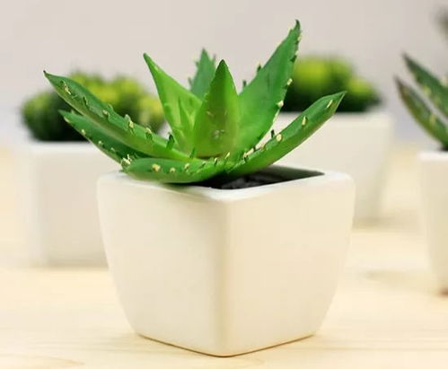芦荟是喜阴植物还是喜阳植物？适合在哪种光照条件下生长