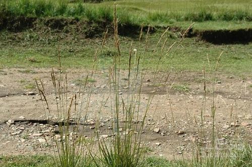 无心草形似野草，喜生长于荒野、山坡、路边