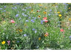 应对连续阴雨天气