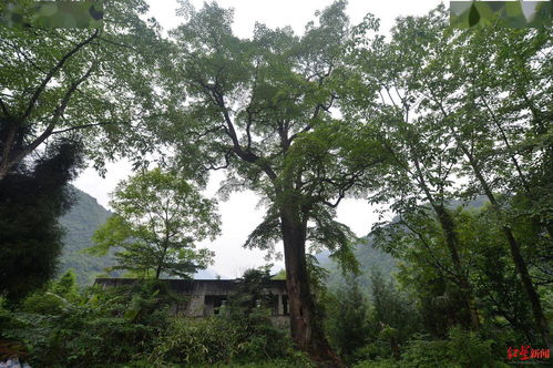 养护小叶榕，也是一种学问