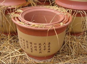紫砂盆养花首选，这些植物最搭！