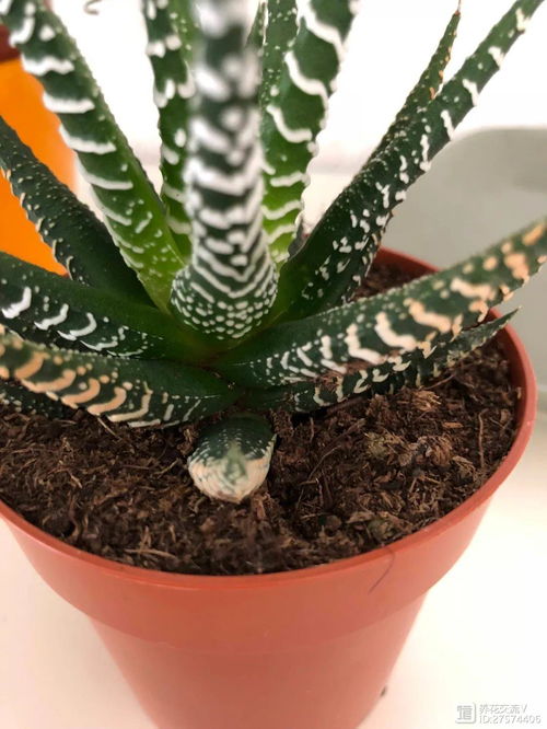 施肥，得讲究门道