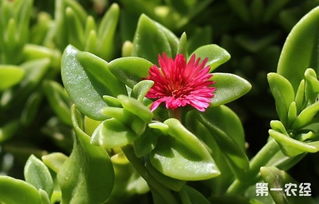 牡丹吊兰烂根的“原因”探秘