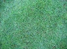 马尼拉草坪：耐寒耐阴，养护简单