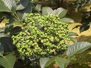 吴茱萸采摘最佳时机为果实由绿转红时