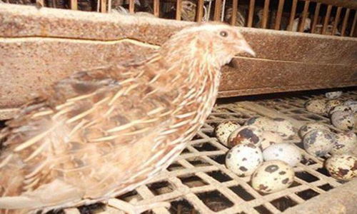 鹌鹑对饲料的利用率如何影响其饲养配方，有哪些关键因素需要考虑？