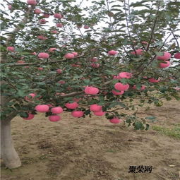 樱桃树嫁接什么果树好？老果农分享嫁接经验