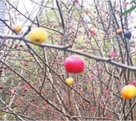 海棠树叶子翠绿，花朵艳丽