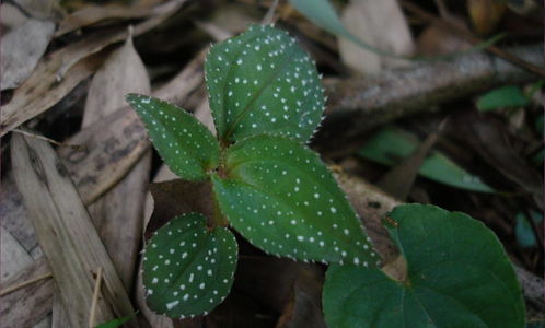 花草叶子斑点之谜：养护问题还是其他原因？