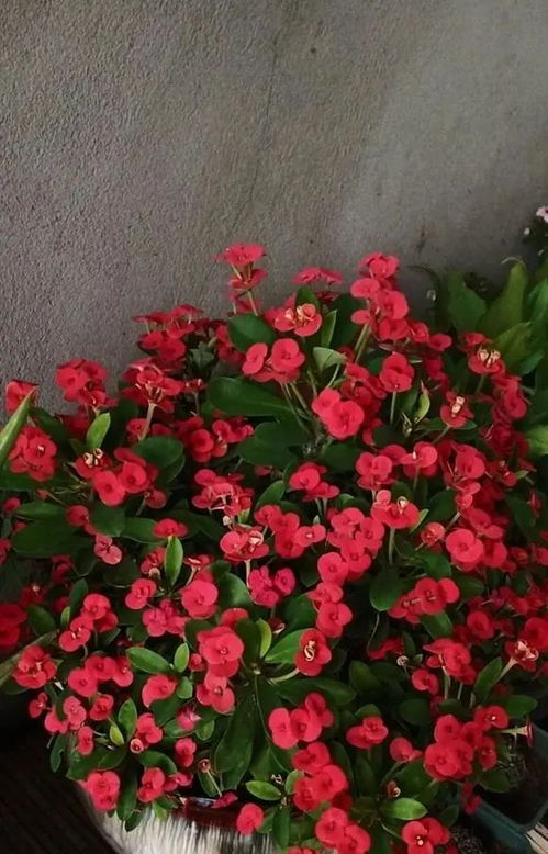何时给虎刺梅修剪？春天还是秋天