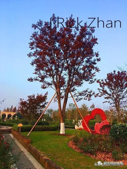 园林景观的常客