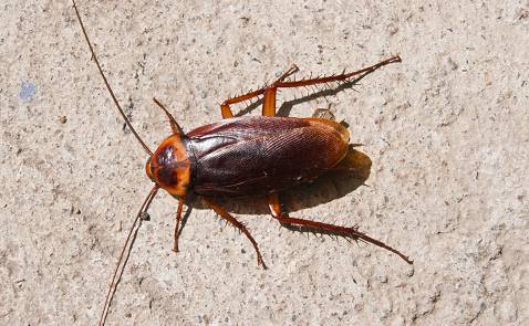 蟑螂因其顽强生命力，无论环境恶劣都能生存