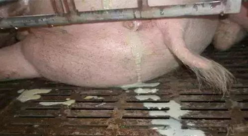 头孢菌素+新宫速康治疗母猪产后子宫炎疗效显著