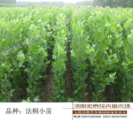 景观花卉：美化环境，传递情感