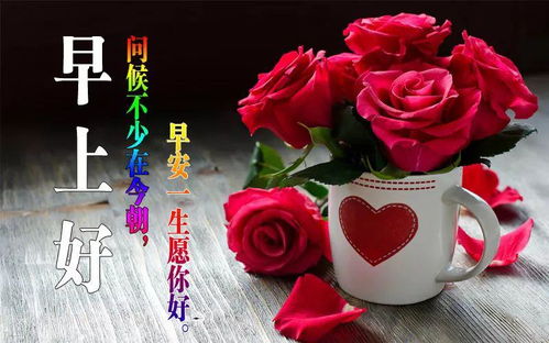“玫瑰高清美图，哪里找