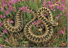 生存进化：植物界的生存法则