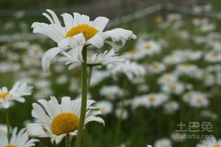 摘要: 养殖小雏菊,蕞好使用疏松肥沃且呈微酸性的沙质土壤,也需要在光线过于强烈时,为小雏菊Zuo好遮阴措施,避免植株被晒伤,还需要每隔一个月施加一次氮磷钾复合肥,为小雏菊提 ....