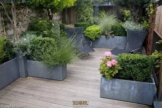 懒人套餐：木绣球+耧斗菜+蓝目菊