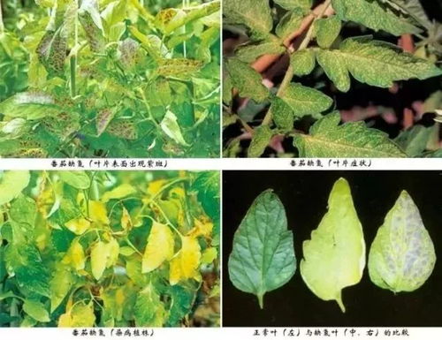 化学防治：金银花的守护神