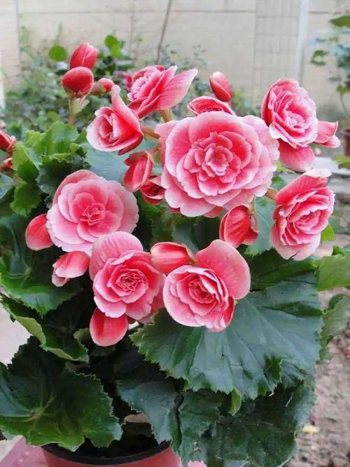 冬天繁殖丽格海棠，暖气是必需品吗？