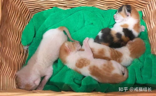 吡虫啉驱虫的用量标准