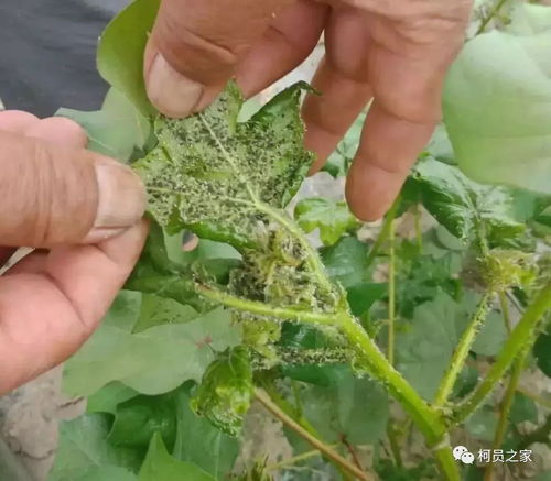 蚜虫的抗药性困扰与解决之道