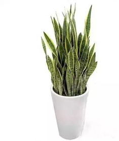 虎皮令箭养护技巧，繁殖秘诀一网打尽