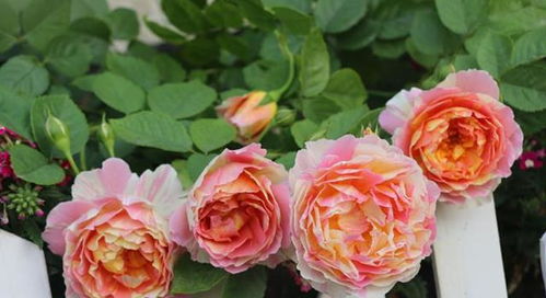 脱盆查kan， 根须清理，发现问题要解决