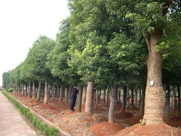 7. 樟树：绿化的守护者