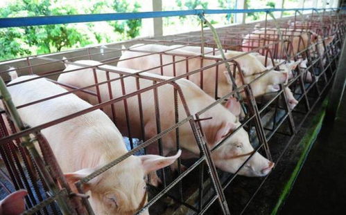 天水博亚饲料猪全价料，哪家养殖场用着效果最好？