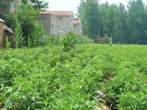 再说说反季节种植，这可是赚钱的秘诀哦！