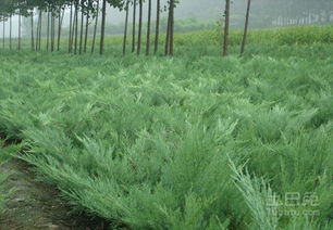 沙地柏的生存智慧