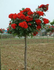 木香花的花期与美丽之处