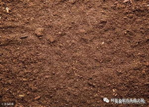 皂角育苗播种密度揭秘